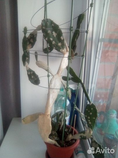 Кактус опунция