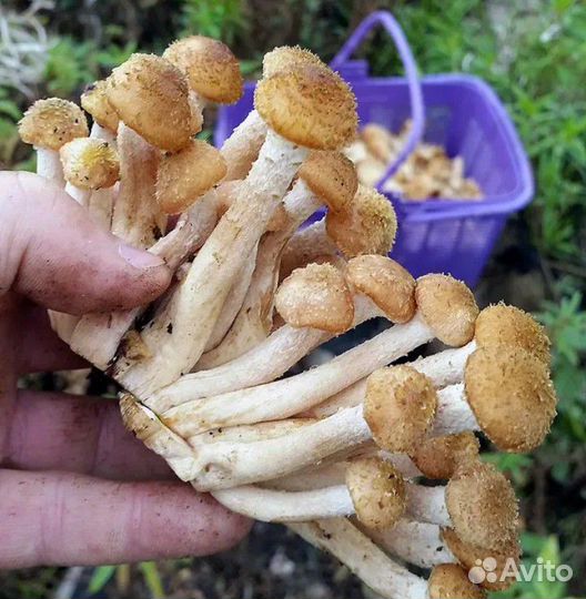 Грибы опята