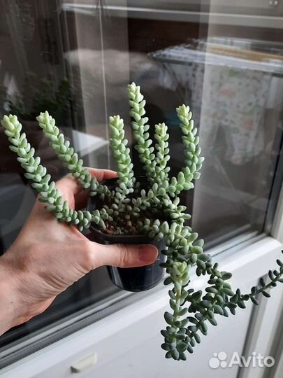 Суккуленты