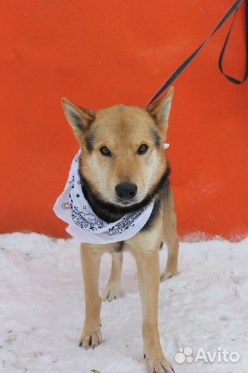 Феникс-ласковый, семейный парень ищет дом