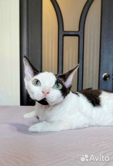 Девон-рекс кошка