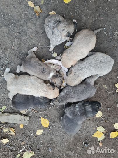 Щенки в добрые руки