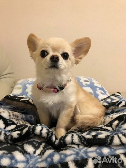 Индивидуальная передержка