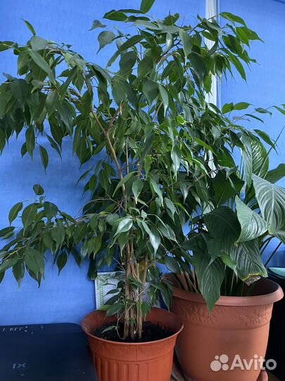 Комнатные цветы