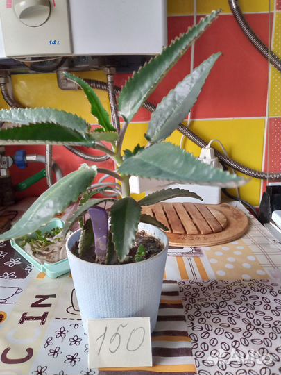 Комнатные цветы