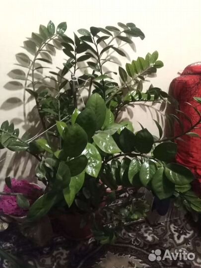 Замиокулькас