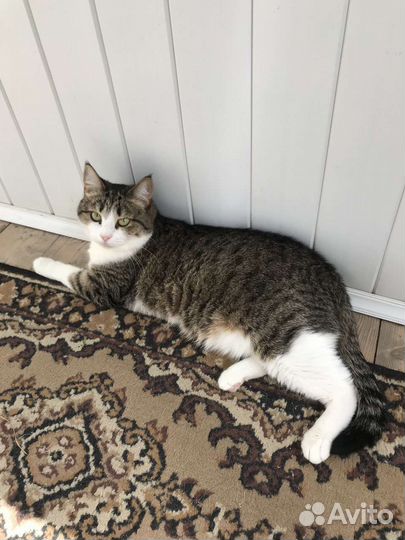 Кошка в добрые руки