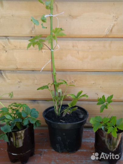 Княжики семейство клематисов