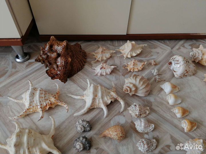 Коллекция морских раковин