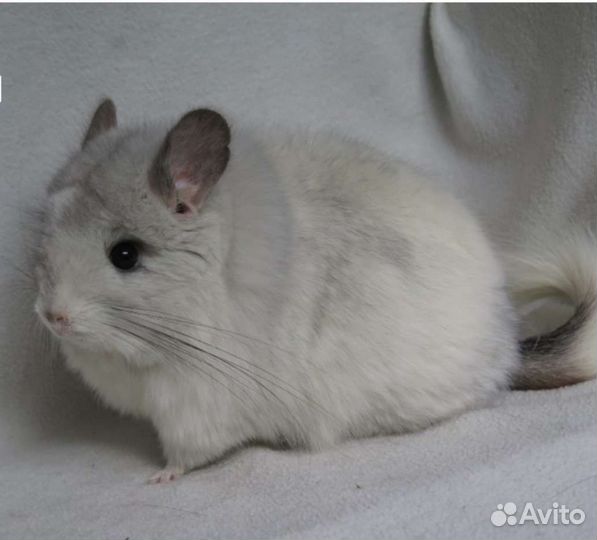 Шиншиллы ангоры мальчики и девочки