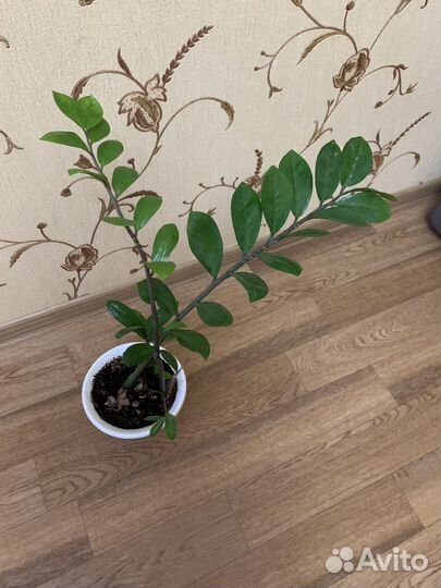 Замиокулькас