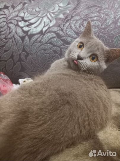 Шотландский котёнок