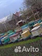 Продам пчелосемьи