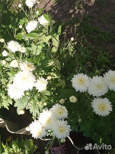 Хризантема