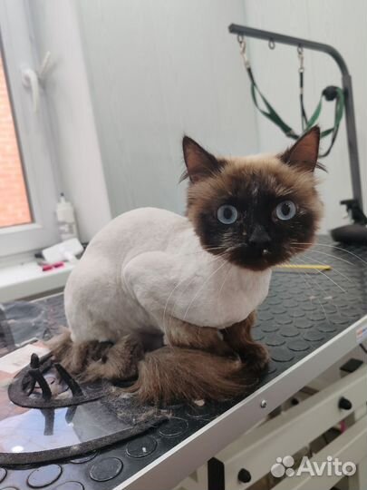 Стрижка котов