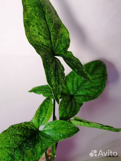 Сингониумы