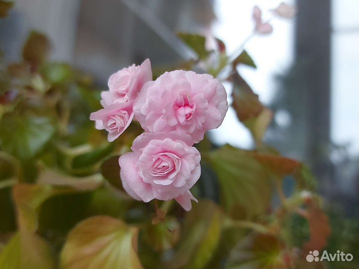 Бегония вечноцветущая махровая