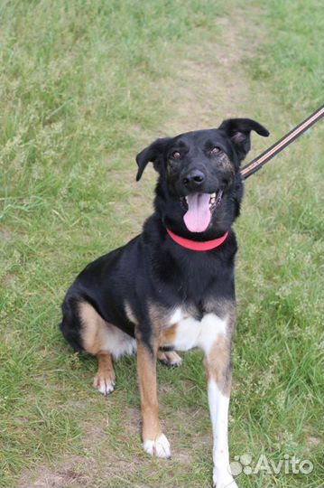 Собака в добрые руки, Гера