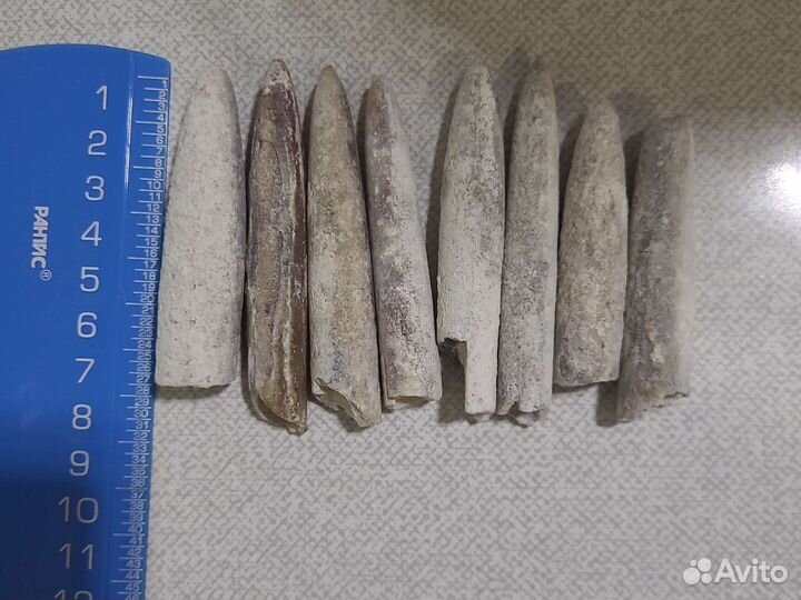 Белемнит Чёртов палец