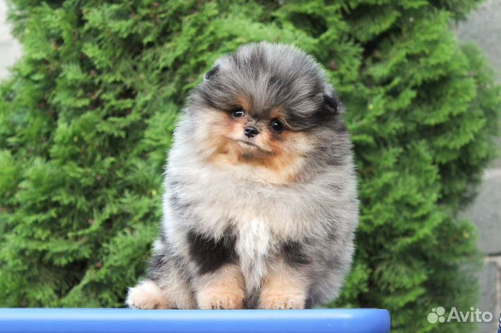 Чудесный мальчик шпица