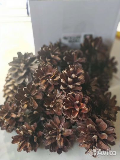 Природный материал для декора Сосновые шишки