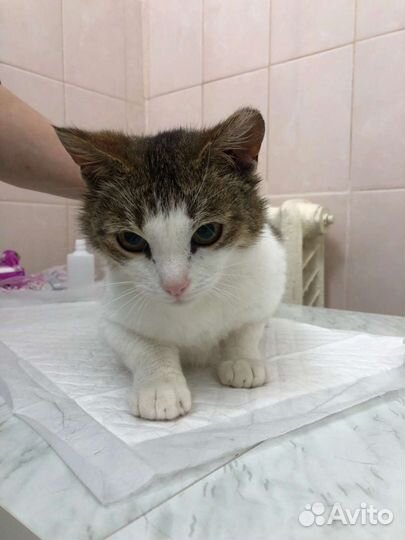 Кошечка Эльза