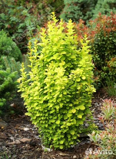 Барбарис оранж рокет