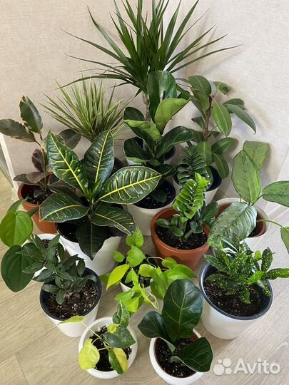 Комнатные растения по 300-500
