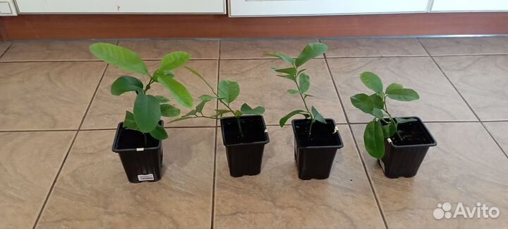 Лимонное дерево