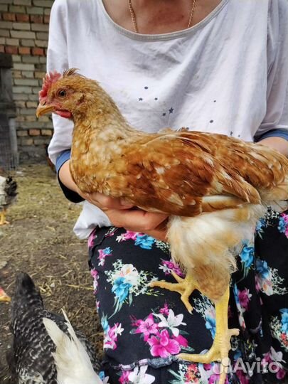 Молодые петушки