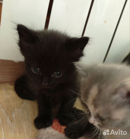 Британские котята