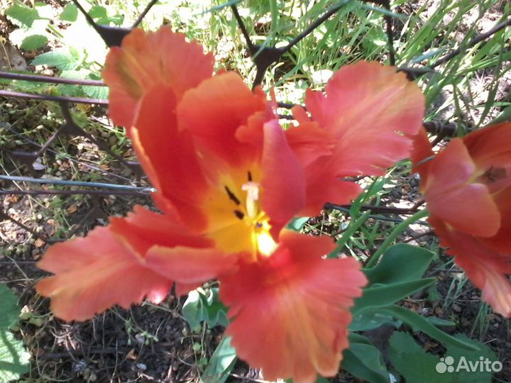 Шалфей мускатный и Лилейник саженцы