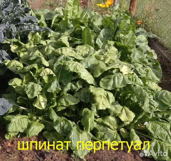 Семена нестрелкующегося шпината Перпетуал