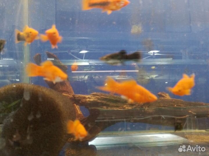 Аквариумные рыбки,данио, тернеции, и другие