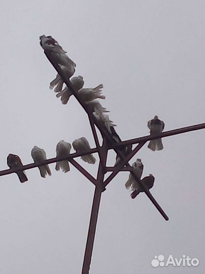 Голуби брянские высоколетные турманы