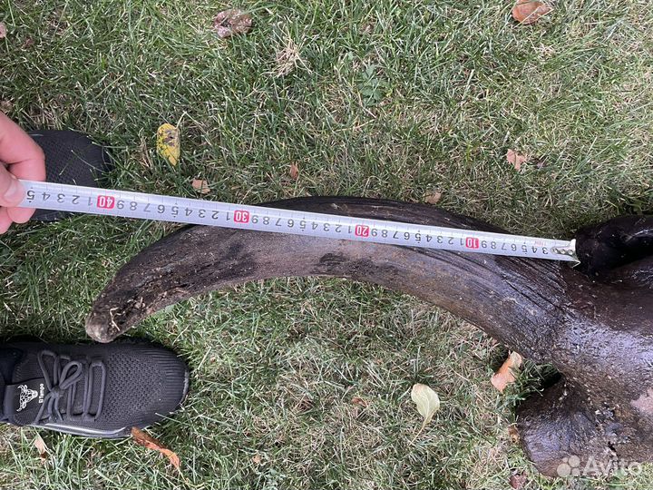 Рога буйвола