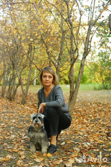 Стрижка и тримминг собак