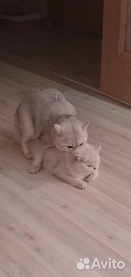 Британский кот на вязку