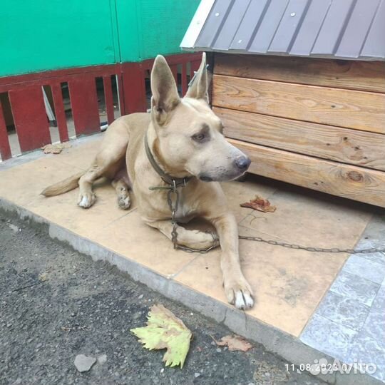 Нашли собаку держать не можем