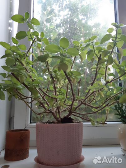 Домашние растения бесплатно