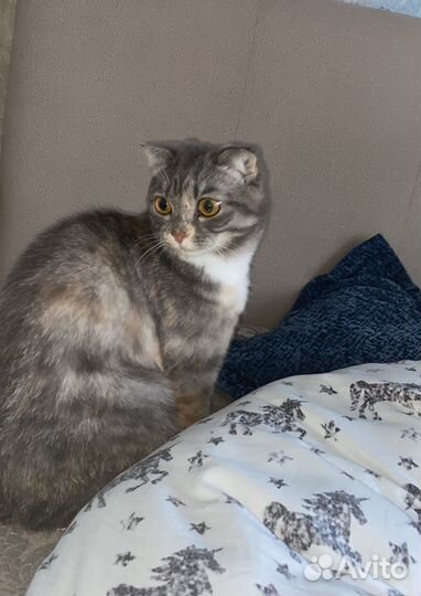 Кошки в добрые руки