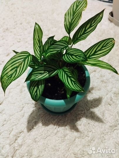 Калатея Виттата