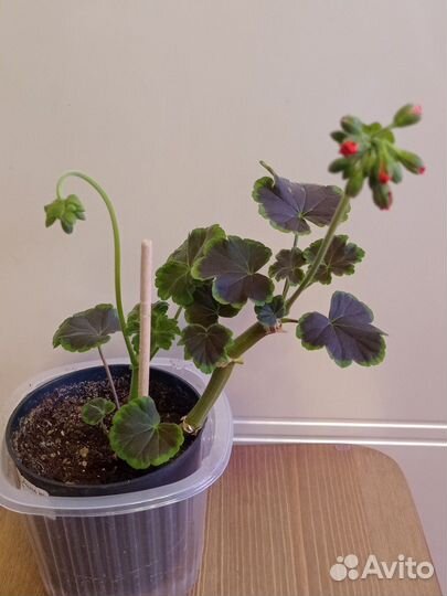 Пеларгония (герань)