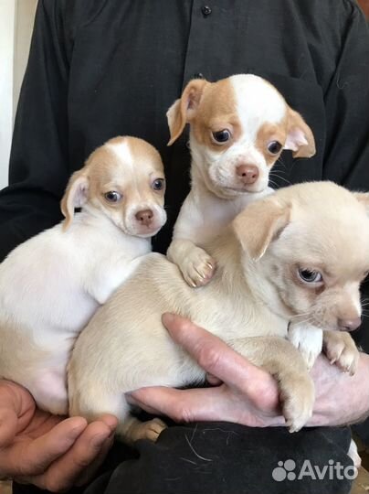 Мальчишки чихуашечки