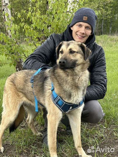 Собака-улыбака из приюта