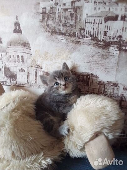 Котята