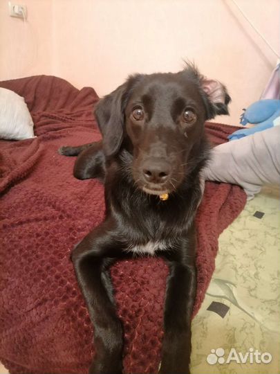 Собака в добрые руки