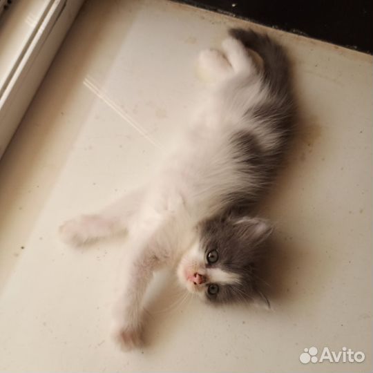 Котенок девочка бесплатно