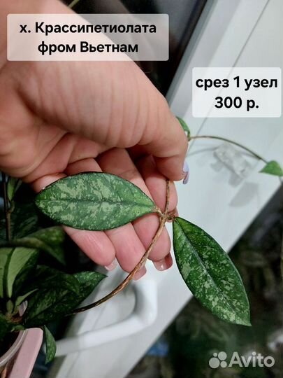 Хойя срезом (1 часть)