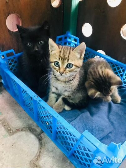 Котята в добрые руки